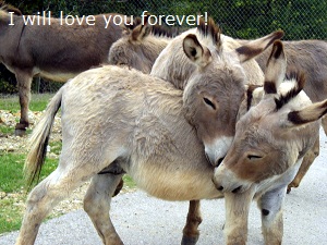 I Will Love You Forever